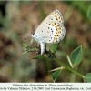 plebejus idas oviposition daghestan1